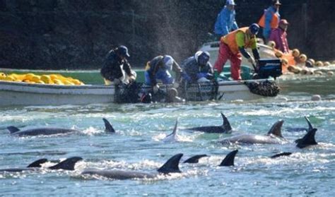 Slaughtering The Tragedy In Taiji