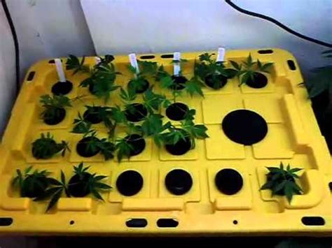 Two easy ways to build a propagation station. Hydroponic cloner/veg room - YouTube