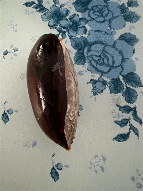 Mamey Sapote Seed - Etsy
