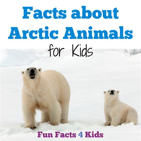 Facts For Kids About Arctic Animals Fun Facts 4 Kids