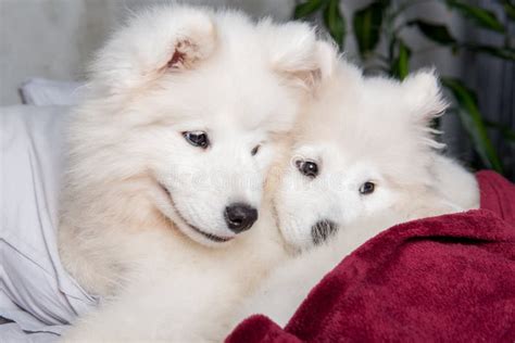 Two Samoyed Dogs Stock Image Image Of Eskimo Grey Samoyed 7119053