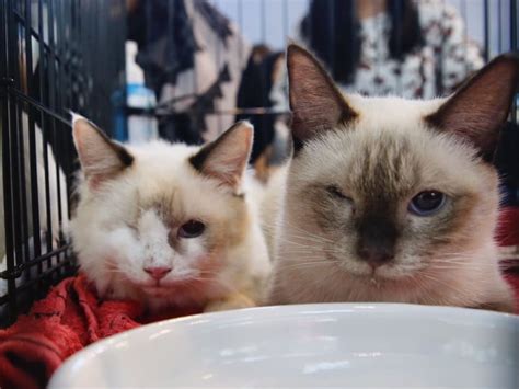 Adoption Drive For Rescued Siamese Cats Sees ‘encouraging Response Today