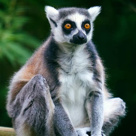 Adopt A Lemur Uk Paradise Wildlife Park