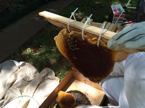 How To Remove And Relocate A Wild Honey Bee Hive Video Honey Bee Hives Bee Removal Honey