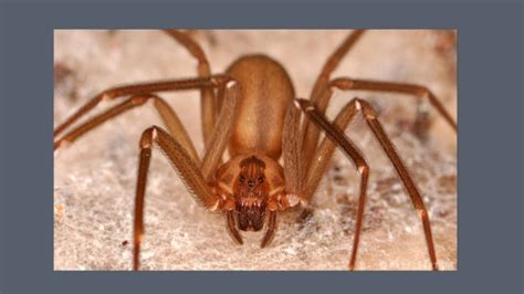 Tips For Treat Brown Recluse Spider Bite