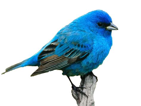 Get Logo Blue Bird Png Jeglongan Blog