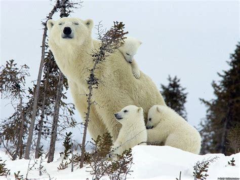 20 Fotografías Que Muestran Hermosas Familias De Animales