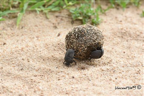 Lets See Your Dung Beetles African Insects And Arachnids Page 3
