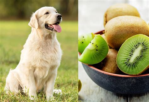 A daily columbus email you'll actually love. Can Dogs Have Kiwi?