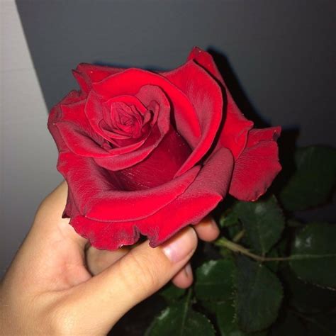 Pinterest Maryshizuka3 Love Rose Flower Rose Flower Pictures