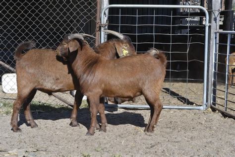 Lot 912 2 Goats Bucks Auctionsplus