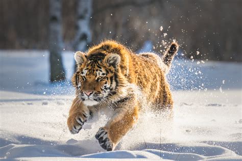 Here you can find the best hd animals wallpapers uploaded by our community. Cute Tiger Cub Running, HD Animals, 4k Wallpapers, Images ...