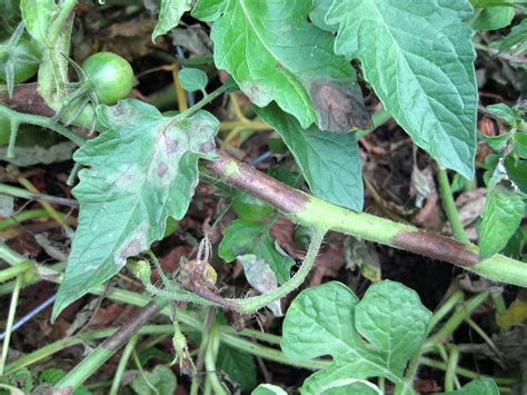Late Blight Disease Found On Indiana Tomato Samples Purdue University