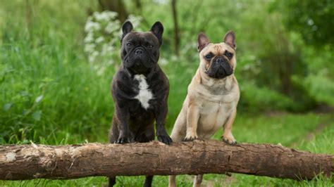 Can French Bulldogs Breed Naturally Unlocking The Mystery