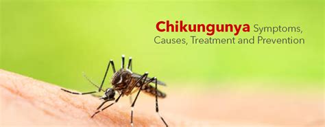 Chikungunya Symptoms Causes Treatment And Prevention Kayawell