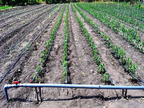 Mengenal Sistem Irigasi Tetes Komponen Kelebihan Kekurangan Agrozine