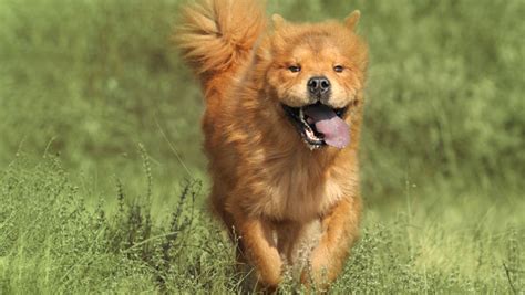 chow chow insurance breed facts info advice tesco bank