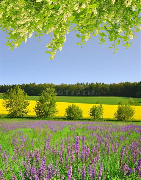 Purple Flowers On Meadow Stock Photo Image Of Environment 51615114