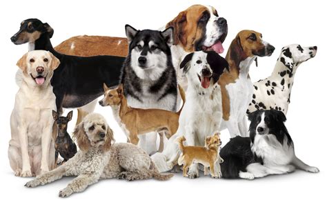 How Many Different Types Of Dogs Are There Examples And Forms