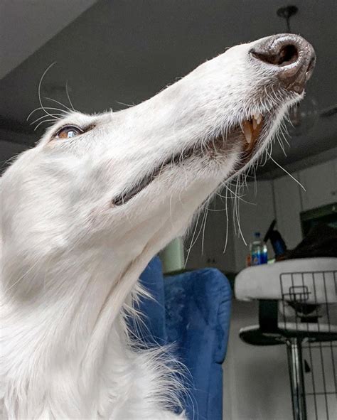 Meet Eris The Borzoi Dog With An Unusually Long Snout