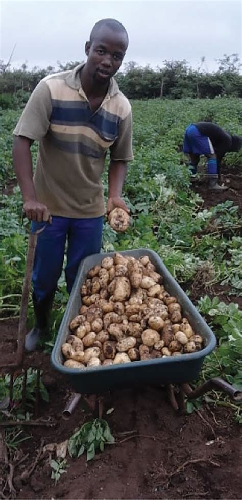 Young Farmer Reaping Rewards With Potatoes