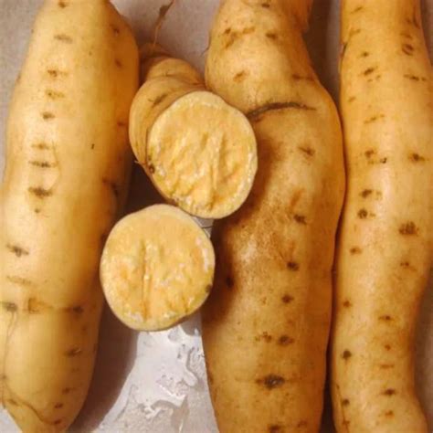 Giant Sweet Potato Bonsai Health Anti Wrinkle Nutrition Green Vegetable