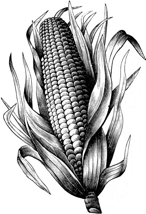 Maize Corn Drawing Ink Drawing Drawing Apple Art Drawings Sketches
