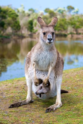 Female Kangaroo With A Joey In Her Pouch Stockfoto En Meer Beelden Van