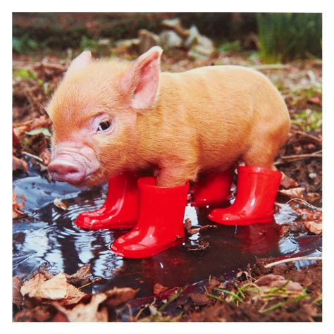 Paper House Piglet In Boots Greeting Card