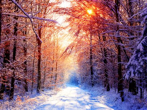 Sunny Winter Day In The Forest Wallpapers And Images Wallpapers Pictures Photos
