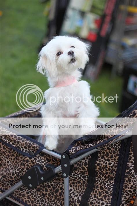 Introducing Maltese Dogs Forum Spoiled