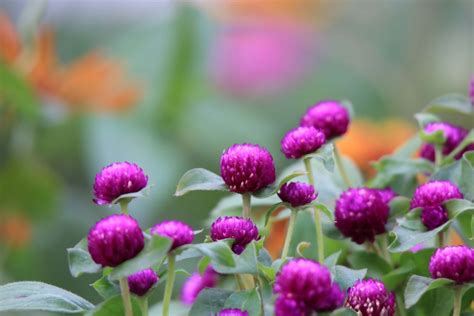 It's perfect for growing in coastal gardens where other plants may struggle. Kopel Photography - Small Purple Flowers