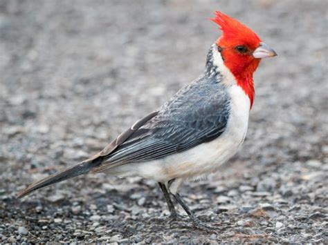 √ 34 List Top Best Birds Of Hawaii Complete And Pictures