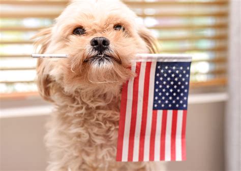 How To Keep Your Pet Safe This 4th Of July Caudle Vet Clinic