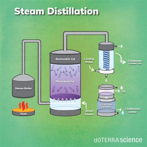Steam Distillation Doterra Essential Oils
