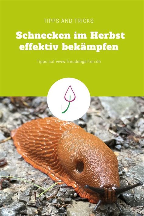 Im Herbst Schnecken bekämpfen | Schnecken im garten ...