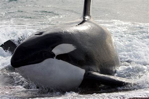 Wild Orca Genetic Study Shows Orcas Are More Than One Species