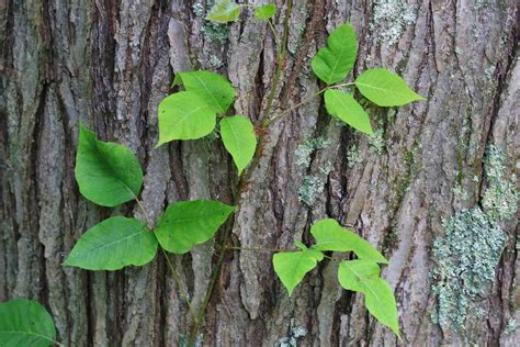 6 Itchy Rash Plants And How To Identify Them