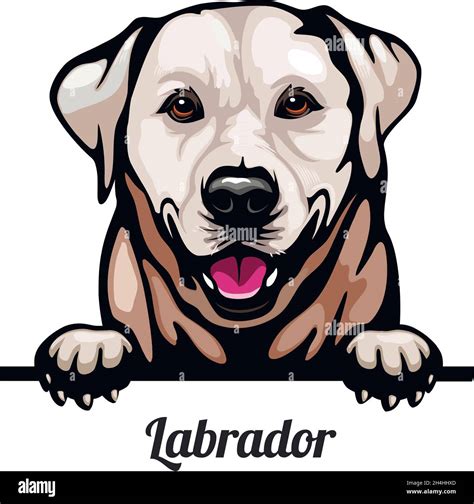 Labrador Retriever Color Peeking Dogs Breed Face Head Isolated On