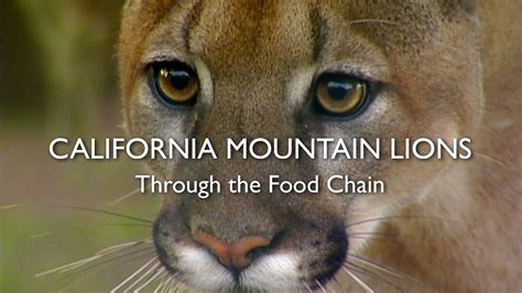California Mountain Lions Episode 6 Through The Food Chain Youtube