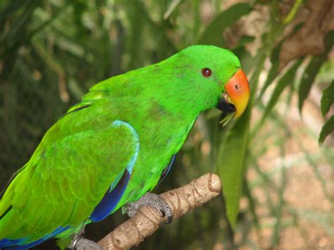Male Eclectus Parrot Adelaide Zoo Trevors Birding