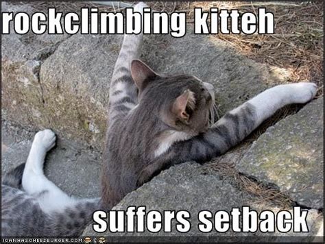 Funny Rock Climbing Cat Bad Cats Pets Cats Crazy Cats