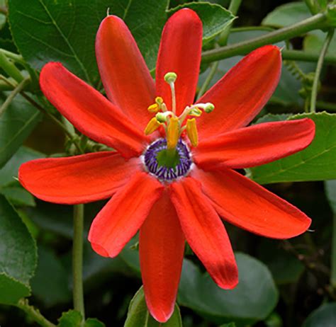 Passiflora Manicata 5 Seeds Red Passion Flower Red Passion Etsy