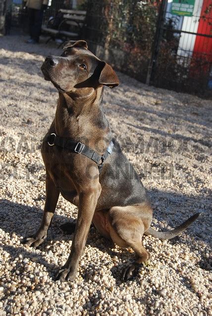 Because the catahoula pitbull mix is a very new and rare breed there is little information available online as to how much these beautiful dogs will cost. Louisiana Catahoula Leopard Dog pitbull terrier mix dog ...