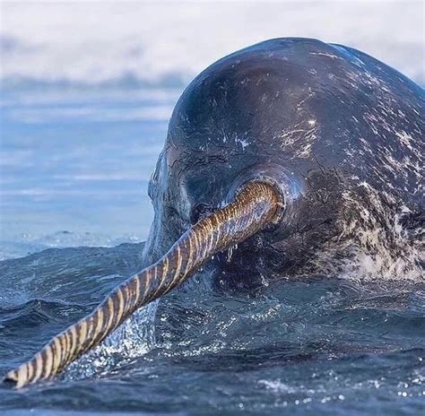 The Narwhal Tusk—most Commonly Found On Males—is Actually An Enlarged
