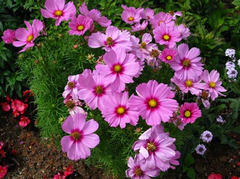 Beautiful Pink Cosmos 20 Seeds Wildflower Seeds Rare Seeds