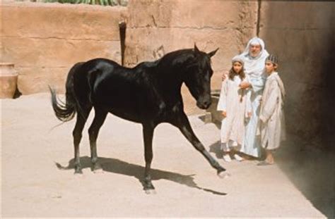The black stallion deserves to be recognized as one of the most enthralling films ever shot. Movie Review: Young Black Stallion - ilovehorses.net