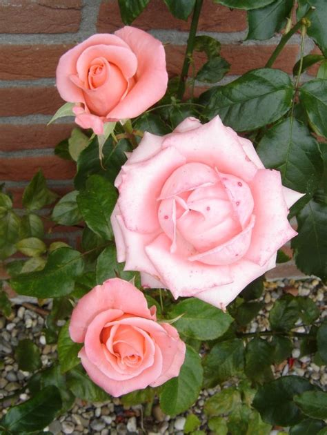 Giethoorn Roses World Crops Database