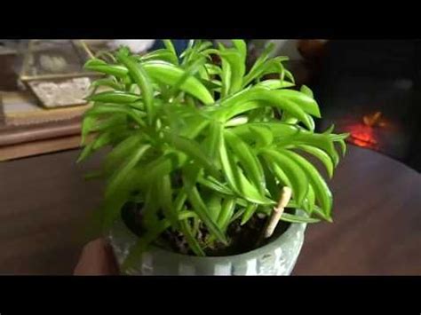 These live succulent plants look like a cluster of green beans and look. Propagate: Happy Bean Peperomia - YouTube | Peperomia ...