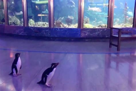 When penguins do this, they can increase their speed by a substantial amount (see video above). Penguins Roam Shedd Aquarium, Closed Due to the Coronavirus